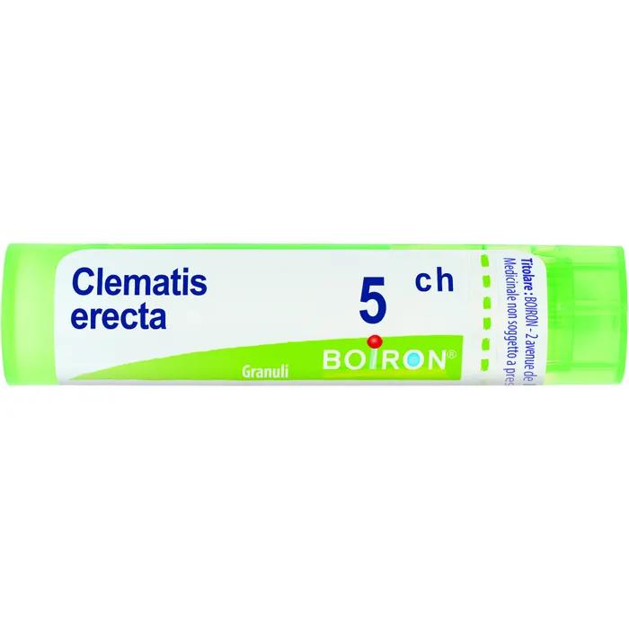Clematis erecta*5ch 80gr 4g