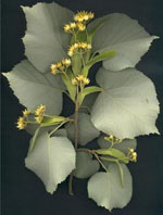 Herboplanet msa tilia tomentosa 50ml