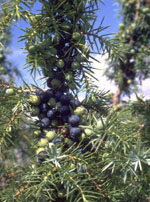 Herboplanet msa juniperus commun 50ml