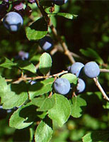 Herboplanet msa prunus spinosa 50ml