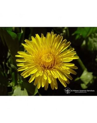 Natur dandelion ess 7,4ml calf