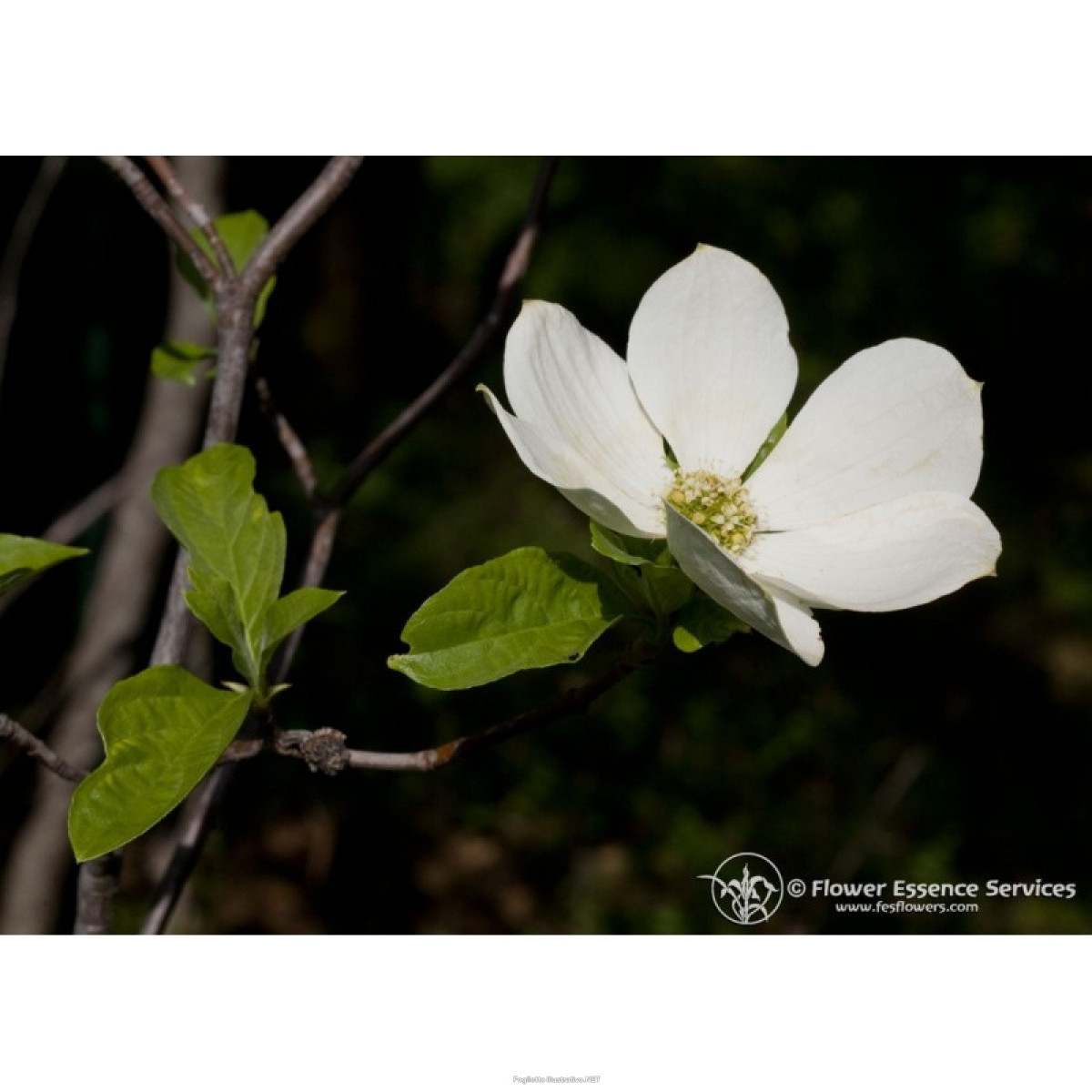 Natur dogwood ess 7,4ml calf
