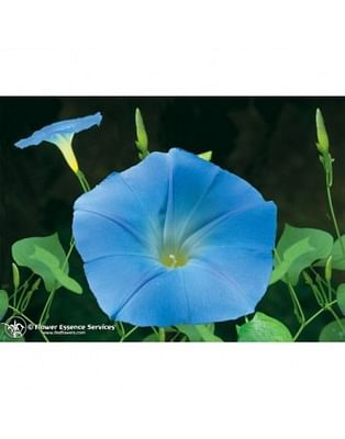 Natur morning glory ess 7,4ml calf