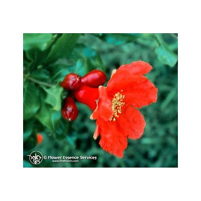Natur pomegranate ess 7,4ml calf