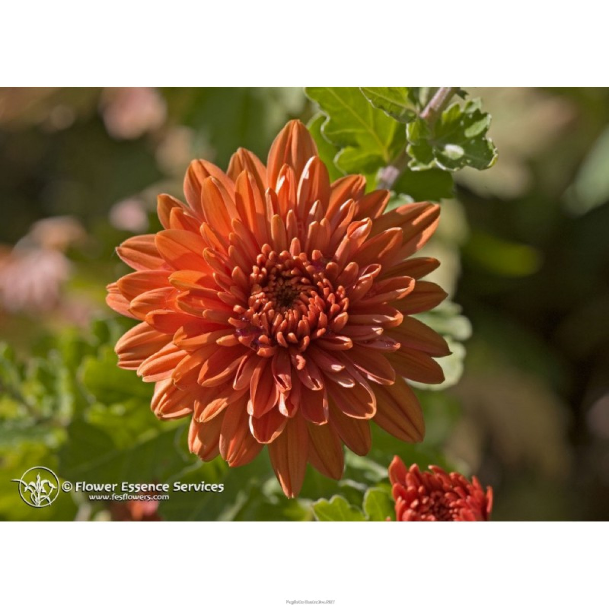Natur chrysanthemum ess 7,4ml calf