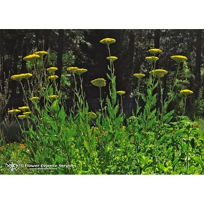 Natur golden yarrow ess 7,4ml calf