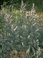 Herboplanet tsa artemisia vulgaris 50ml