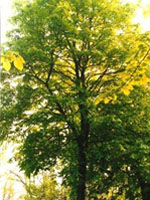 Herboplanet tsa tilia europea 50ml