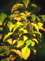 Herboplanet msa cornus sanguinea 50ml