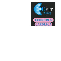 Leonurus cardiaca ef 30ml