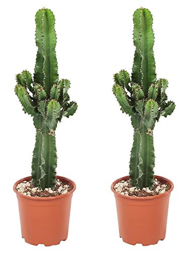 Plant In A Box - Euphorbia Eritrea - Cactus - Pianta Da Appartamento - Set Di 2 - Vaso 17Cm - Altezza 50-60Cm