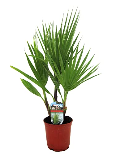 Plant In A Box - Washingtonia Robusta - Palma Messicana - Vaso 15Cm - Altezza 50-60Cm