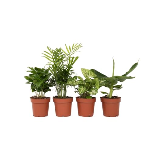 Plant In A Box - Miscela Economica Di 4 Piante D'Appartamento Che Purificano L'Aria - Musa - Chamadorea - Syngonium - Coffera - Vaso 12Cm - Altezza 25