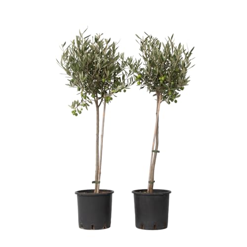 Plant In A Box - Olivi Su Tronco - Set Di 2 - Olea Europaea - Vaso 19Cm - Altezza 80-90Cm