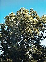 Herboplanet Msa Fraxinus Excelsior 50 Ml
