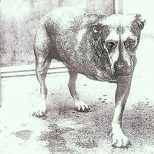 Alice In Chains CD COLUMBIA