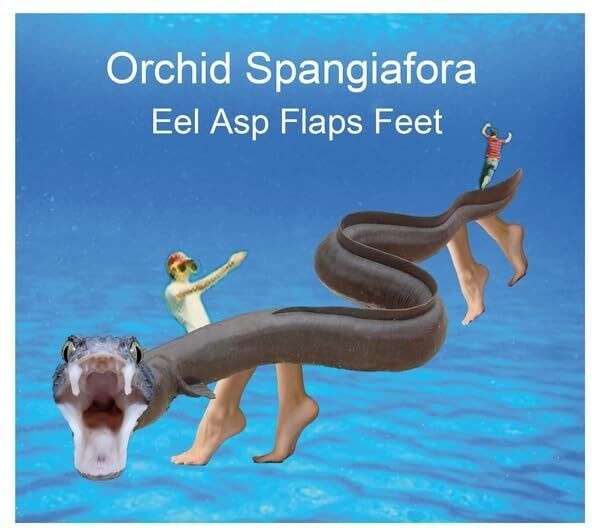 Orchid Spangiafora Eel Asp Flaps Feet (CD)