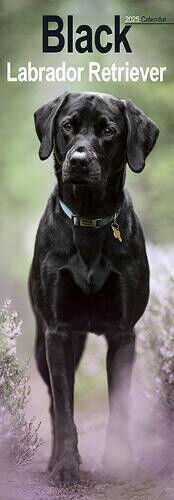 Black Labrador Retriever Slim Calendar 2025 Dog Breed Slimline Calendar - 12