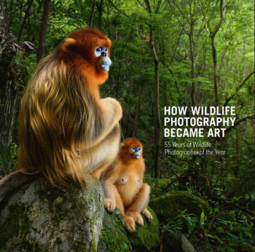 How Wildlife Photography Became Art: 55 Years of Wildlife Photographer of the