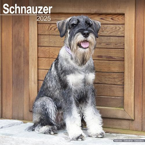 Schnauzer (Euro) Calendar 2025 Square Dog Breed Wall Calendar - 16 Month