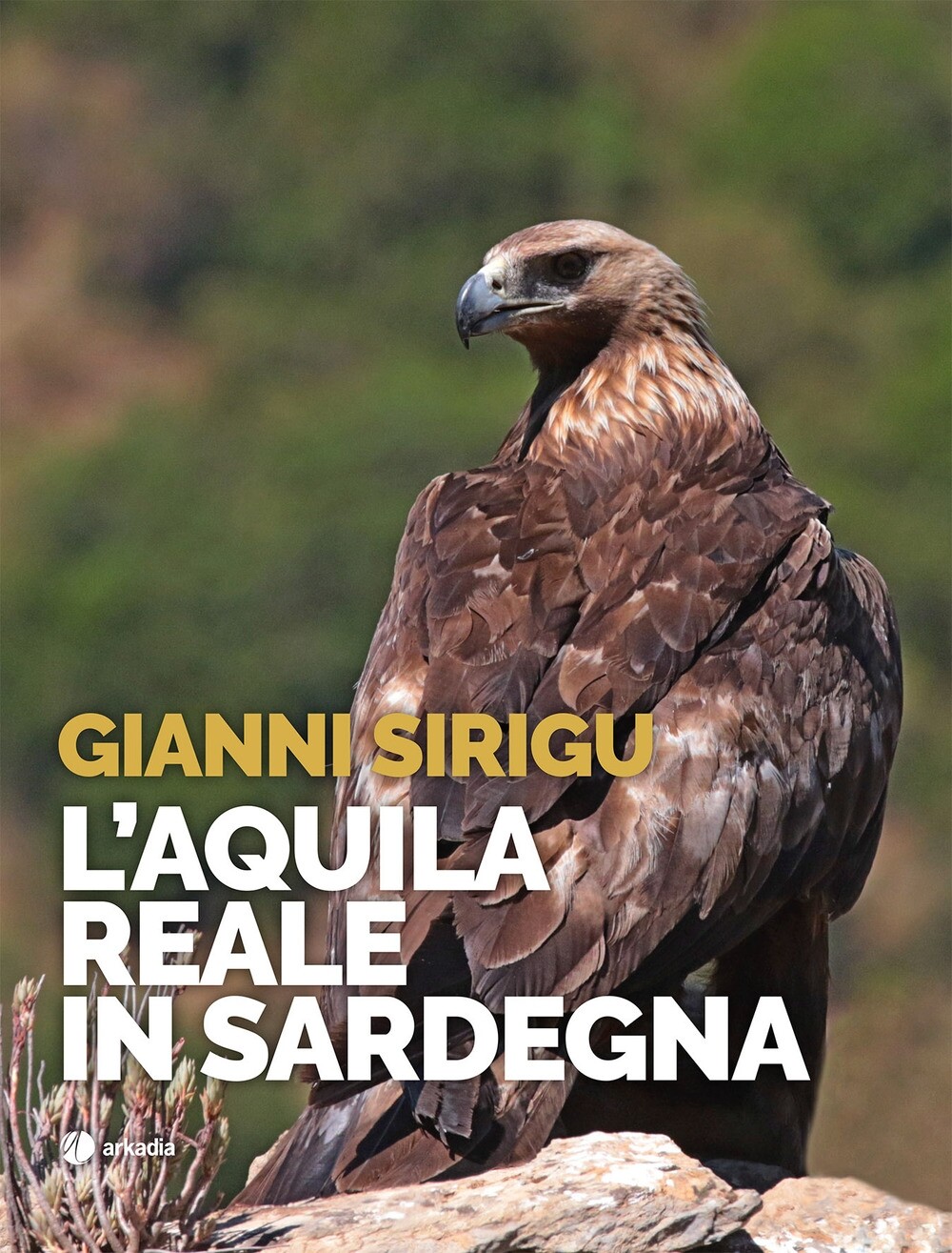 L'aquila reale in Sardegna - [Arkadia Editore]