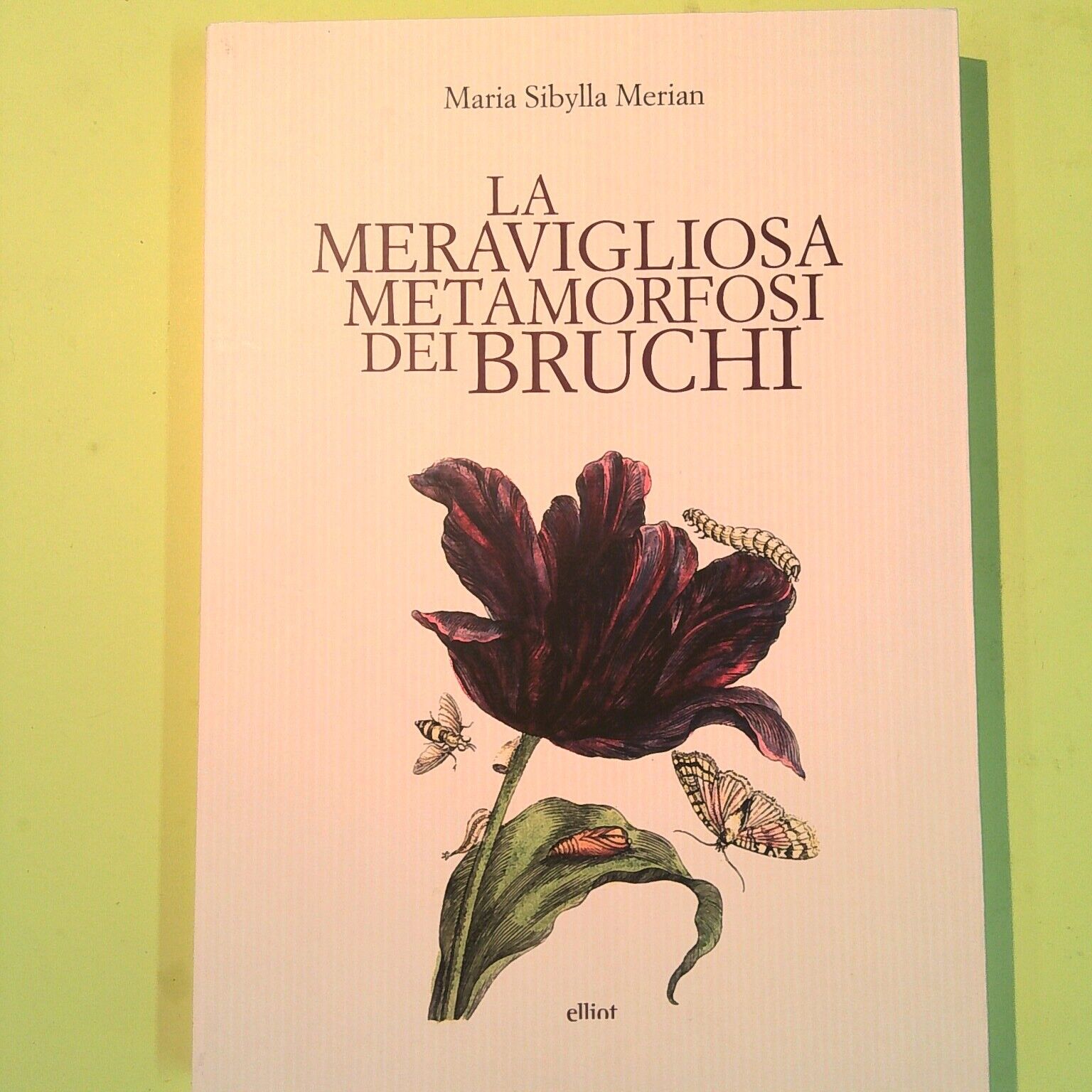 LA MERAVIGLIOSA METAMORFOSI DEI BRUCHI MERIAN ELLIOT