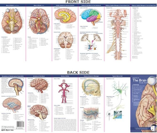 Anatomical Chart Company's Illustrated Pocket Anatomy: Anatomy of The Brain
