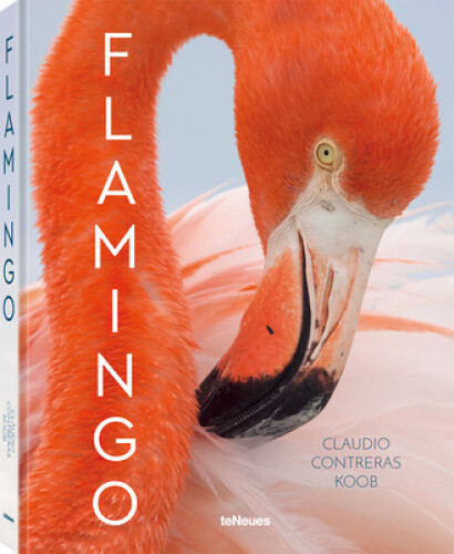 Contreras Koob, C: Flamingo by Claudio Contreras Koob