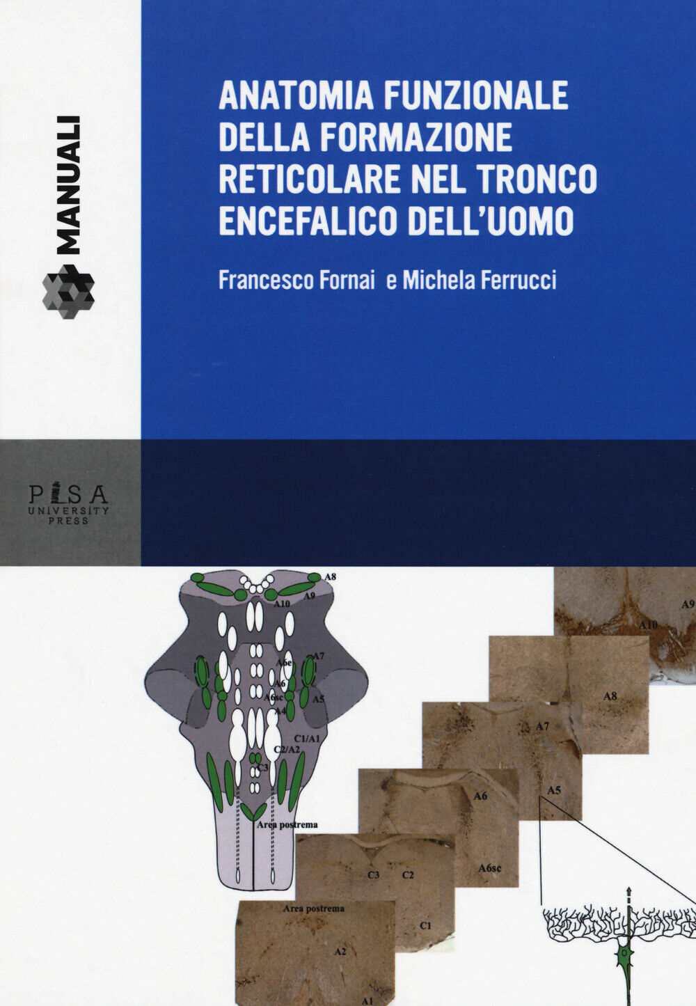 Anatomia funzionale della formazione reticolare nel tronco encefalico dell...