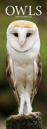Owls Slim Calendar 2025 Bird Slimline Calendar - 12 Month