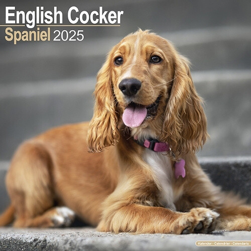English Cocker Spaniel Calendar 2025 Square Dog Breed Wall Calendar - 16 Month