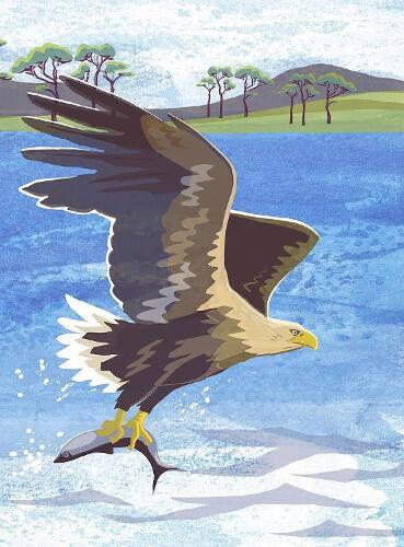 Nature Notebook: Sea Eagle by Jane Smith