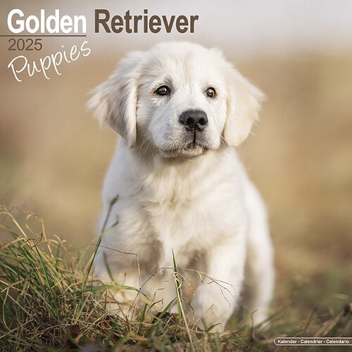 Golden Retriever Puppies Calendar 2025 Square Dog Puppy Breed Wall Calendar -