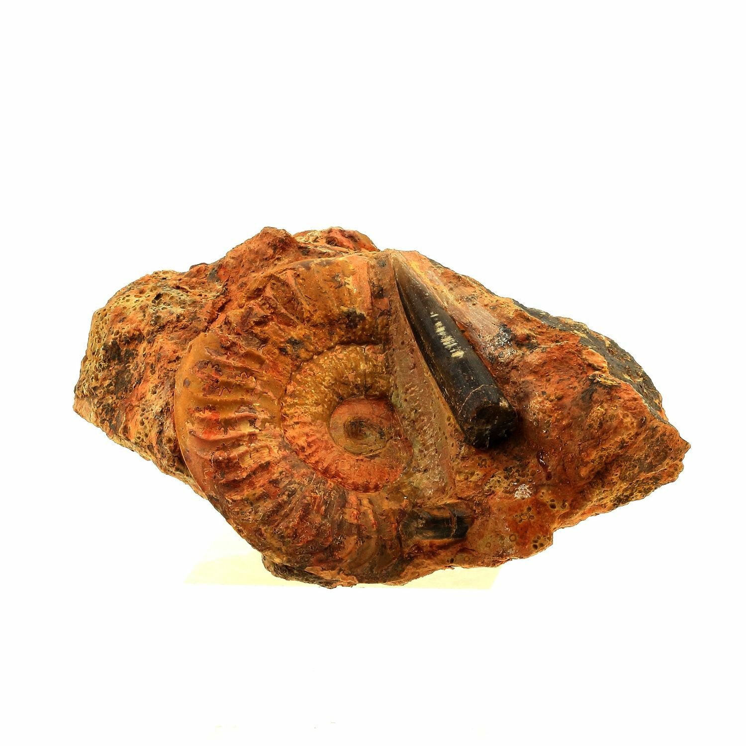 Fossile Grammoceras Penestriatulum + Belemnite. 1567.0 Ct. (6 CM) Belmont-D' Aze