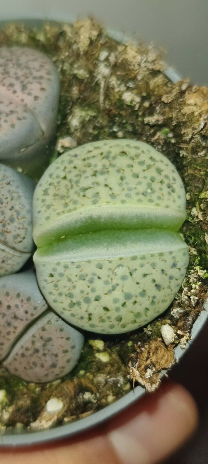 Lithops Radicato - Singolo Lithops