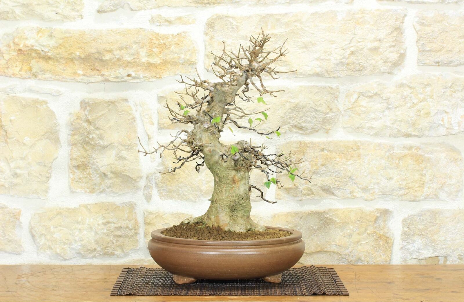 Bonsai di Acero Tridente (26)
