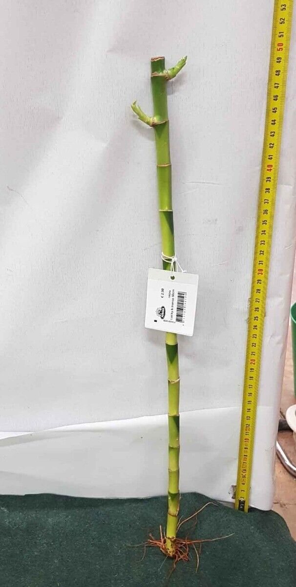 LUCKY BAMBOO 50CM (BAMBÙ DELLA FORTUNA)