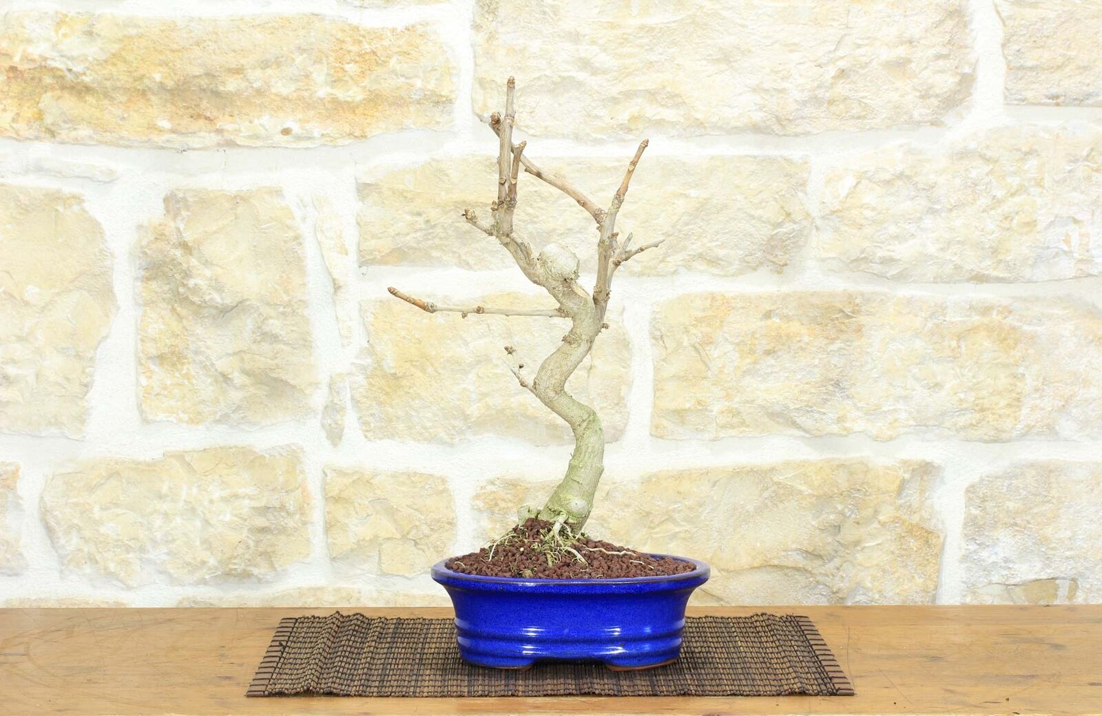 Bonsai di Ginkgo Biloba (10)