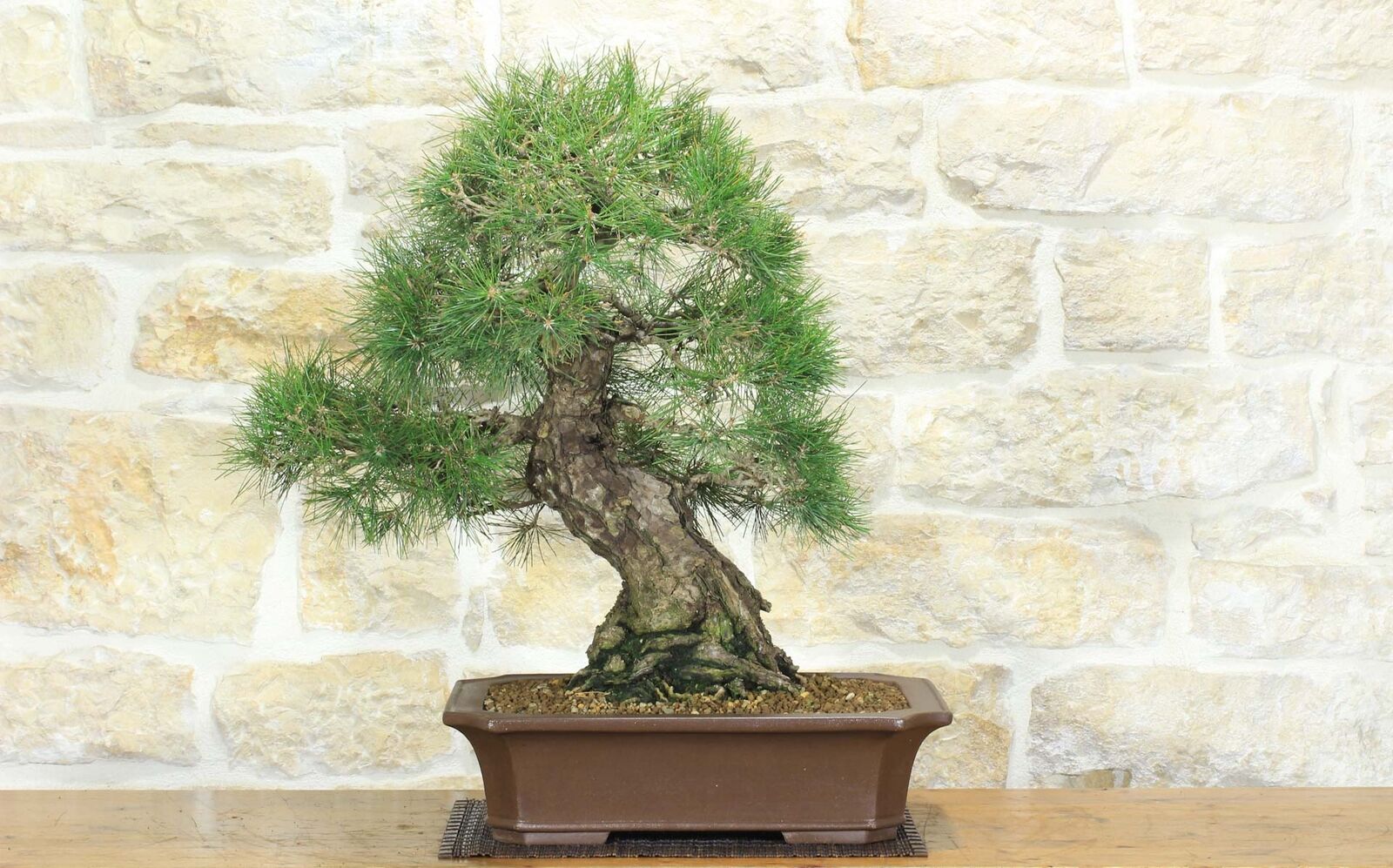 Bonsai di Pino Nero Thunbergii (66)