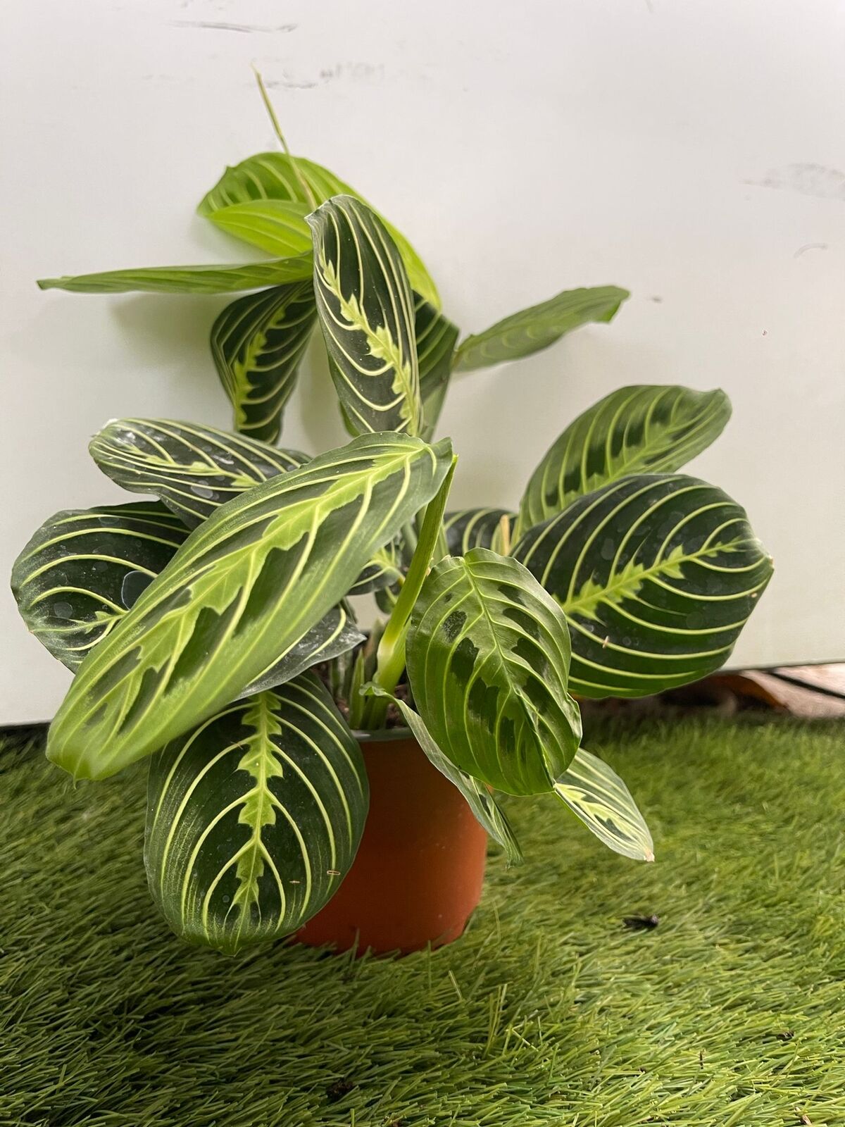 Maranta Leuconera Lemon Lime vaso 12 cm “pianta delle preghiera” Foto Reali