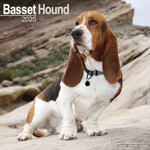 Basset Hound 2025 Square Wall Calendar | Dog Breed Calendar