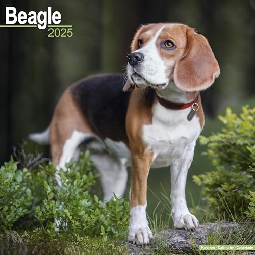 Beagle 2025 Square Wall Calendar | Dog Breed Calendar