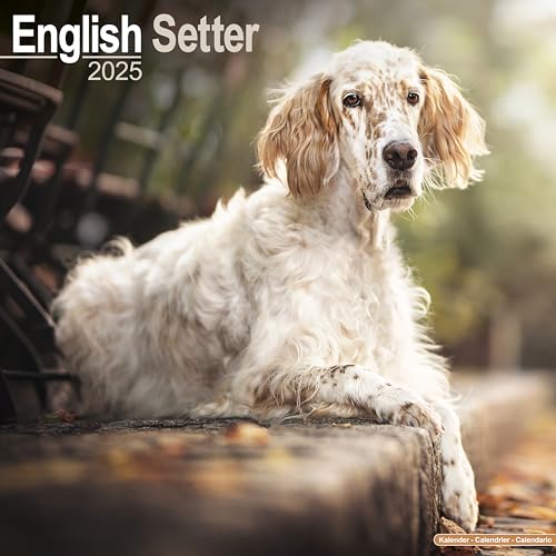 English Setter 2025 Square Wall Calendar | Dog Breed Calendar: Original Avonside-Kalender [Mehrsprachig] [Kalender]