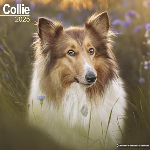 Collie 2025 Square Wall Calendar | Dog Breed Calendar: Original Avonside-Kalender [Mehrsprachig] [Kalender]