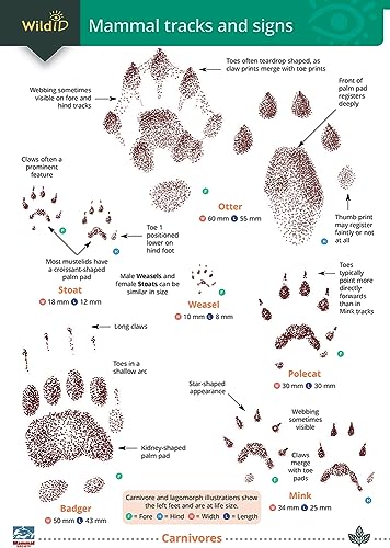 Mammal Tracks And Signs