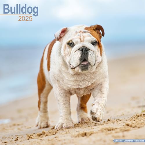 Bulldog 2025 Square Wall Calendar | Dog Breed Calendar