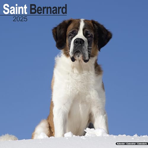 Saint Bernard 2025 Square Wall Calendar | Dog Breed Calendar: Original Avonside-Kalender [Mehrsprachig] [Kalender]