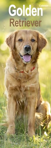 Golden Retriever Slim 2025 Slimline Wall Calendar | Dog Breed Calendar