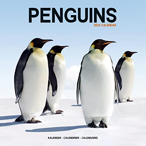 Penguins Calendar 2024 | Square Animal Wall Calendar - 16 Month