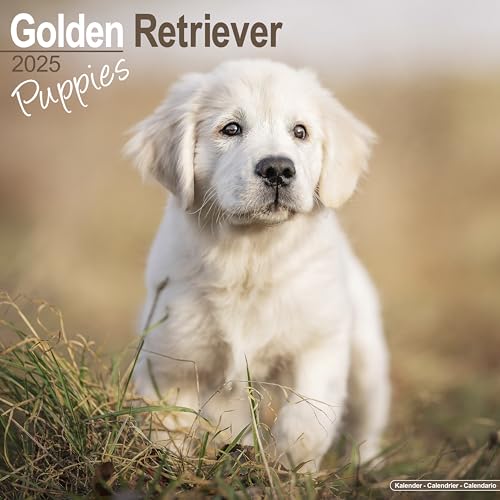 Golden Retriever Puppies 2025 Square Wall Calendar | Dog Breed, Puppy Calendar